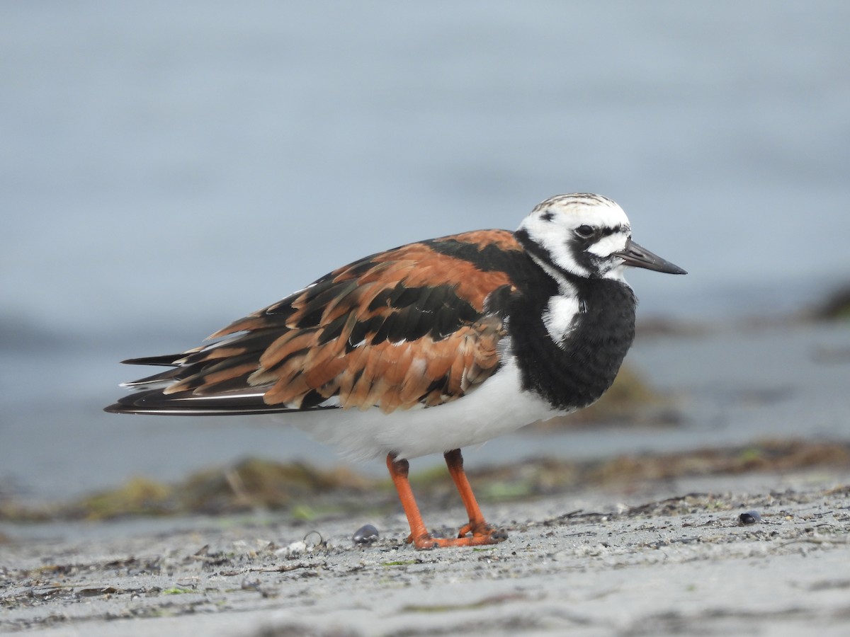 Ruddy Turnstone - Evan Miller