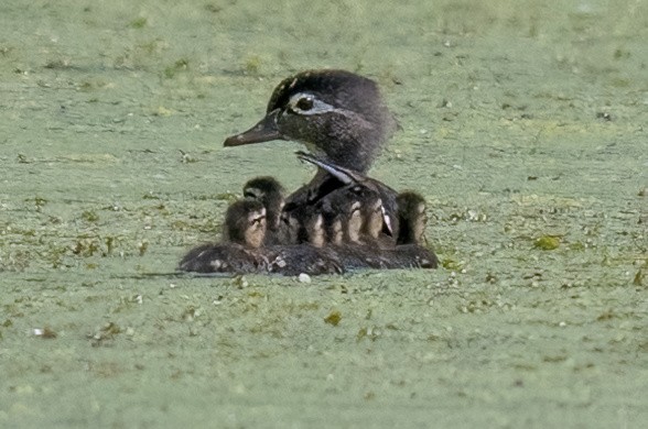 Wood Duck - James Hoagland