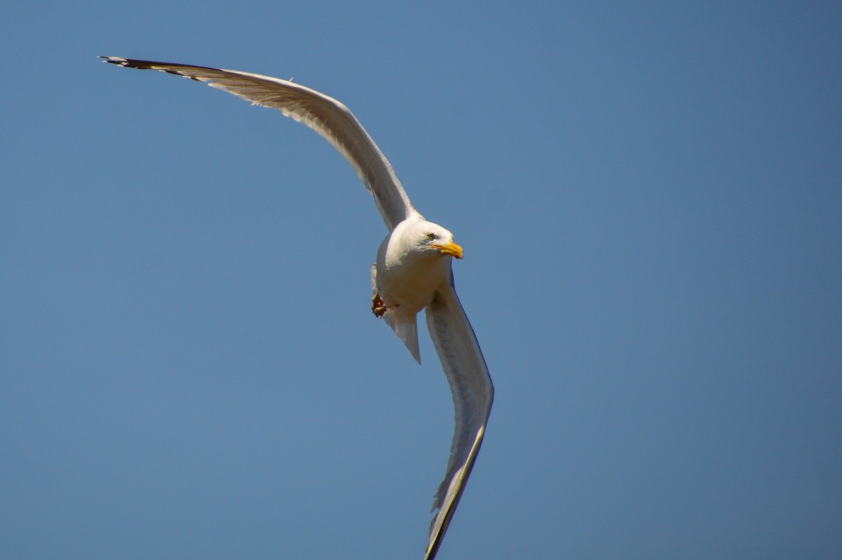 Herring Gull - Nicholas Schomburg