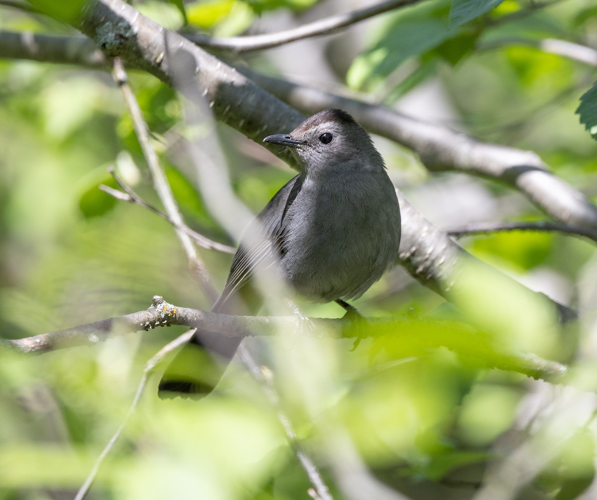 Gray Catbird - Jean Crépeau