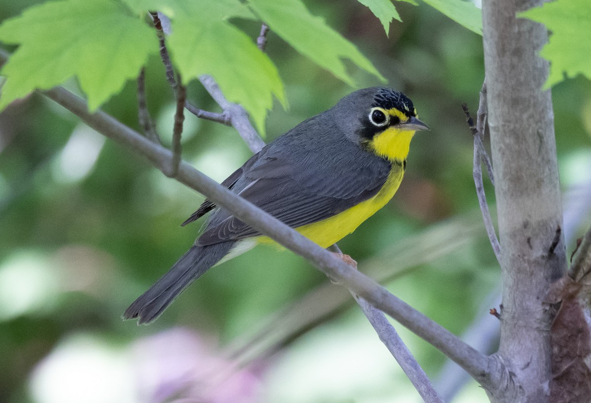 Canada Warbler - Jean Crépeau