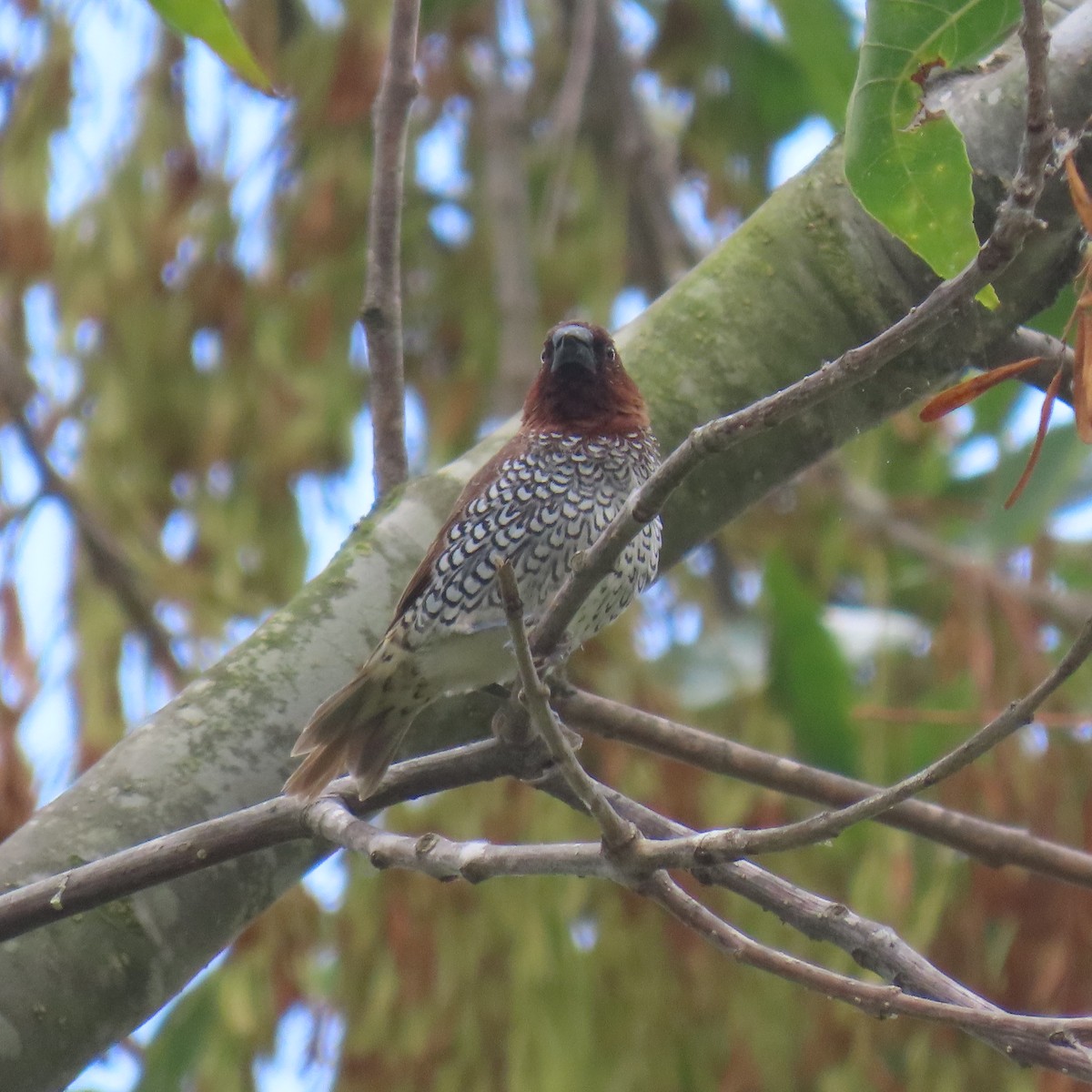 Scaly-breasted Munia - ML619587071