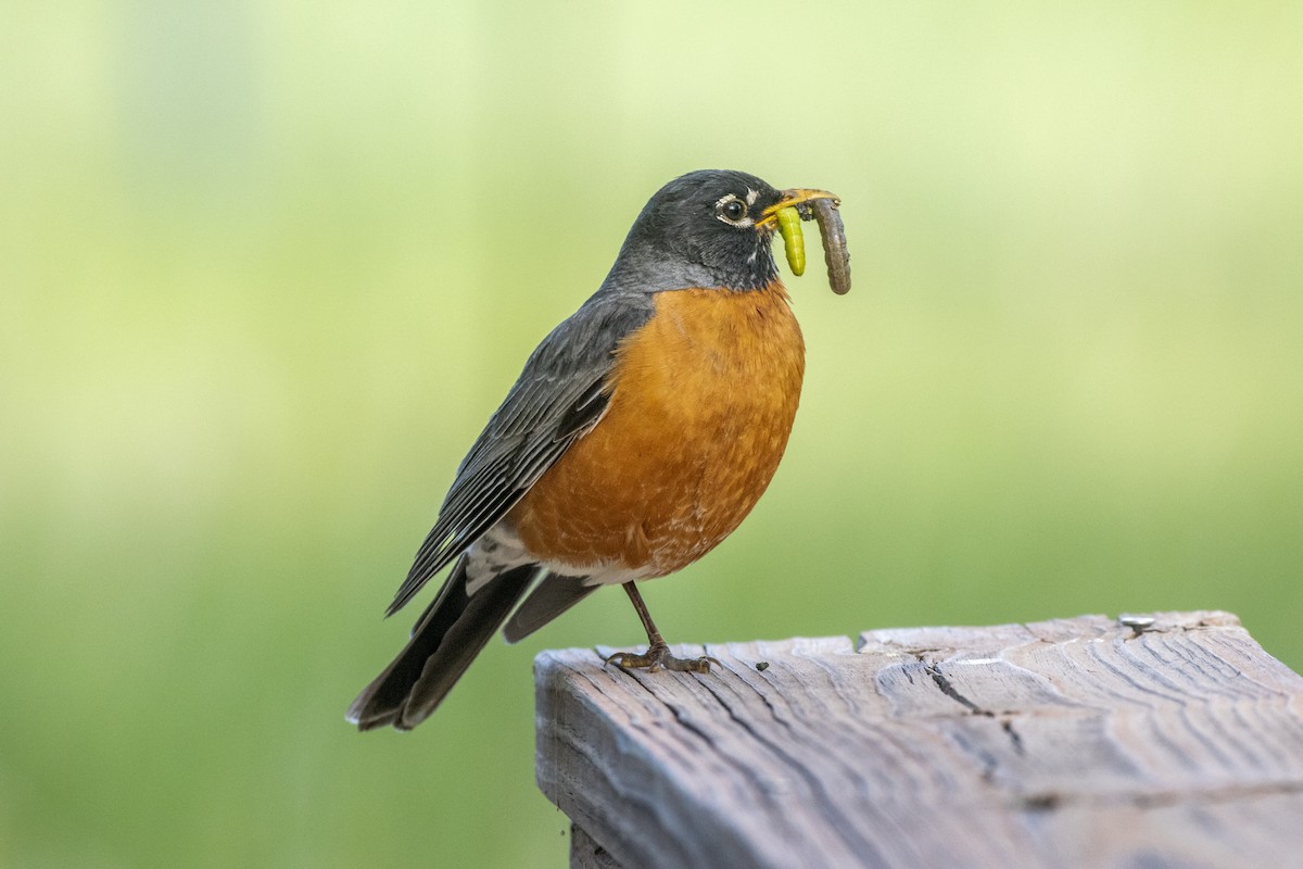 American Robin - Chris Petrizzo