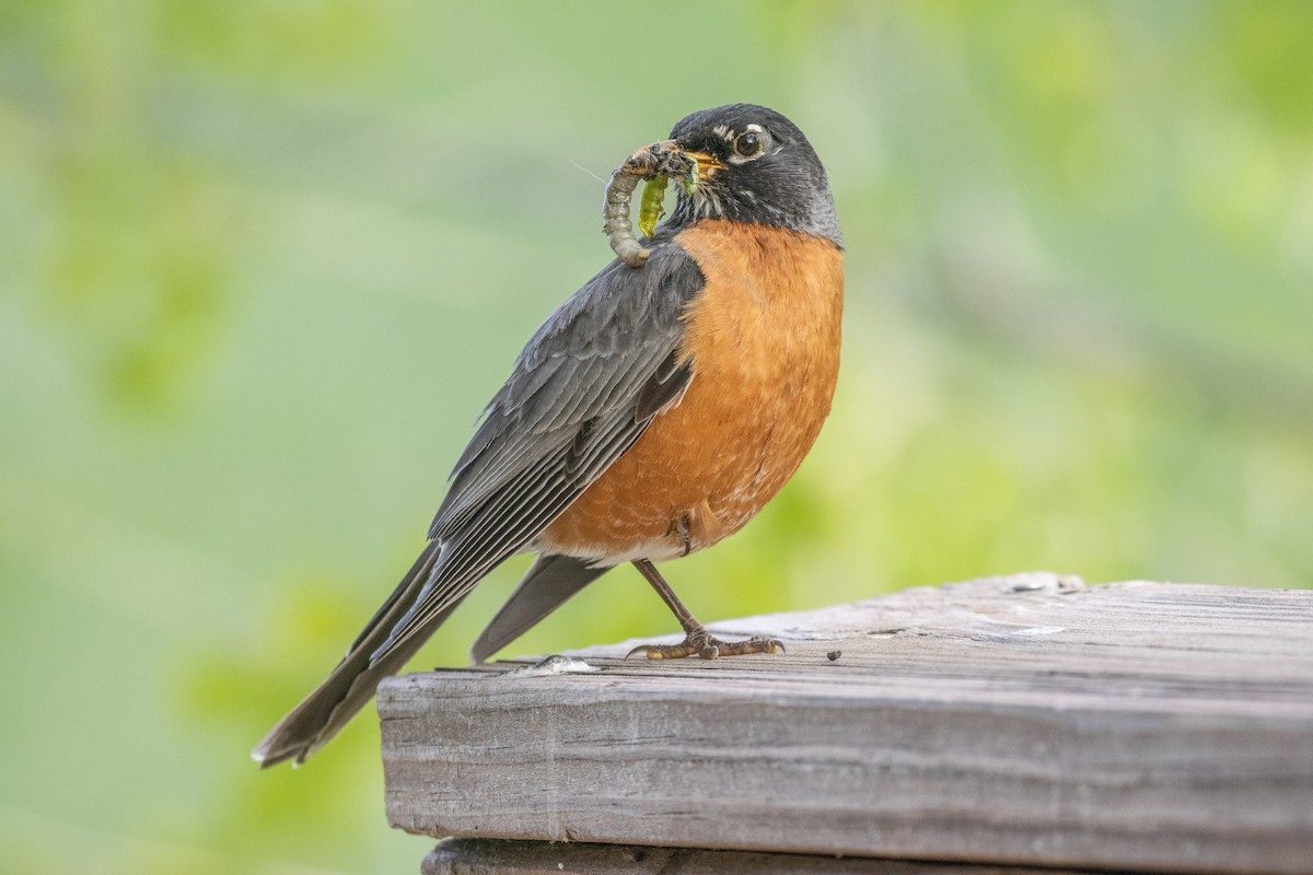 American Robin - Chris Petrizzo