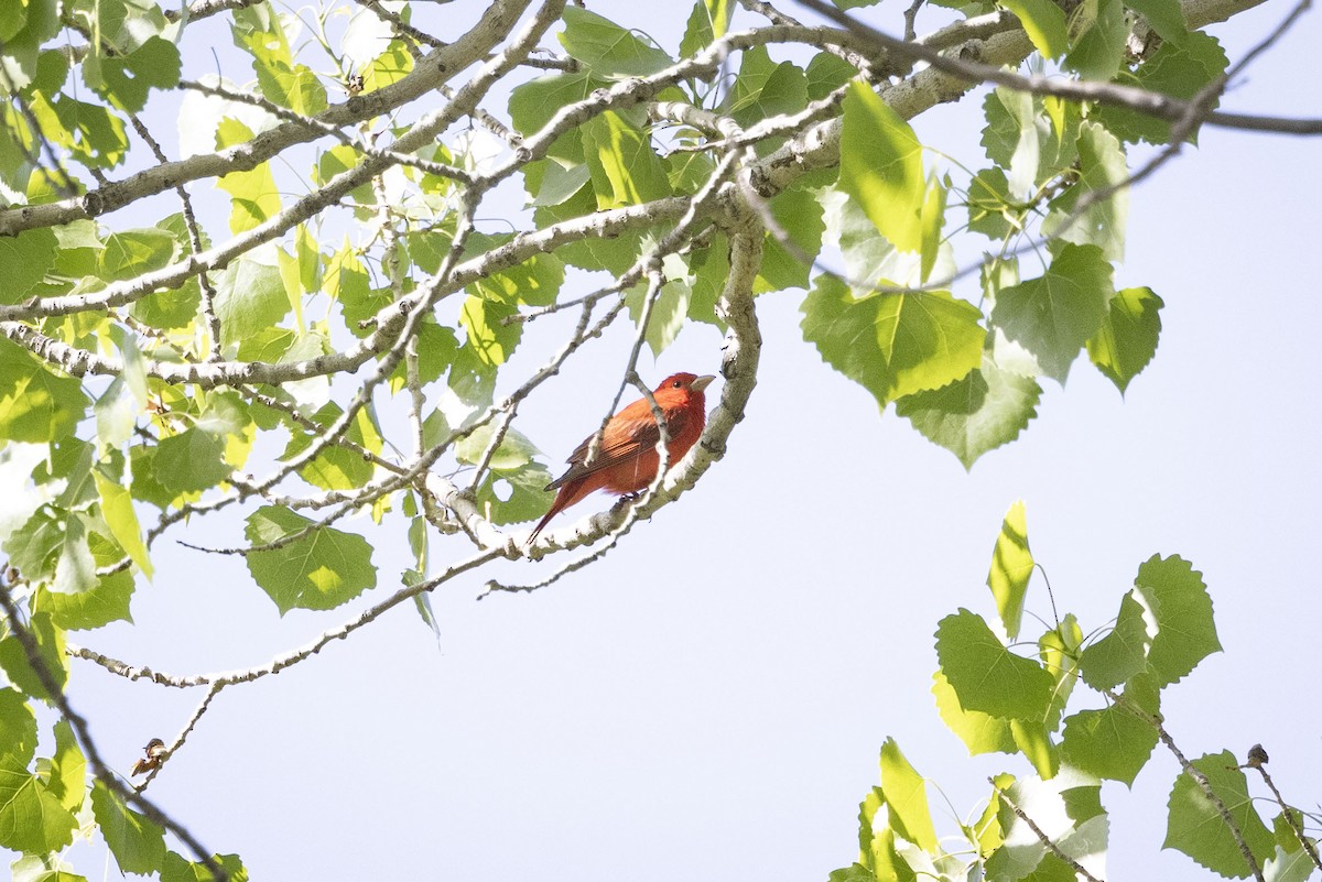 Summer Tanager - ML619587080