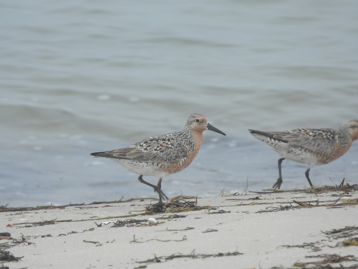 Red Knot - Evan Miller