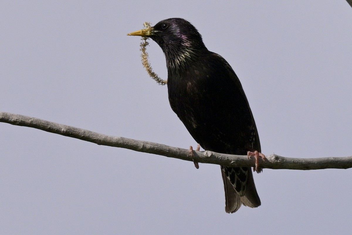 European Starling - Laurie Kleespies