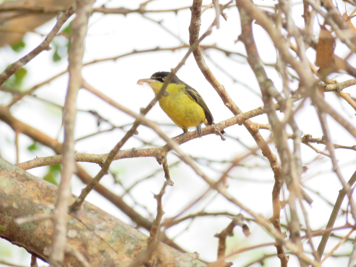 Common Tody-Flycatcher - Sam Holcomb