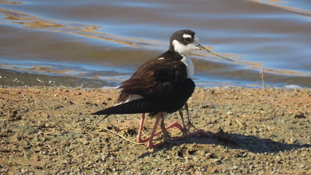 Black-necked Stilt - ML619587089