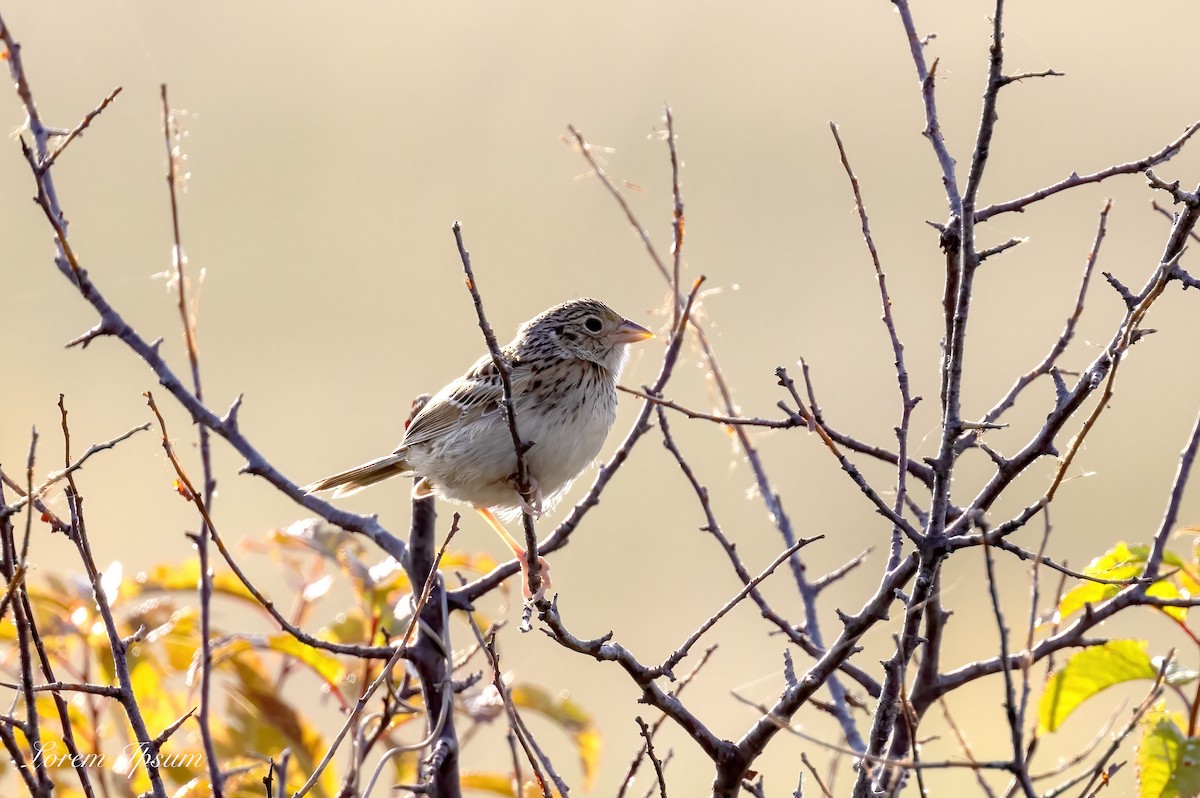 Vesper Sparrow - Paul Roisen