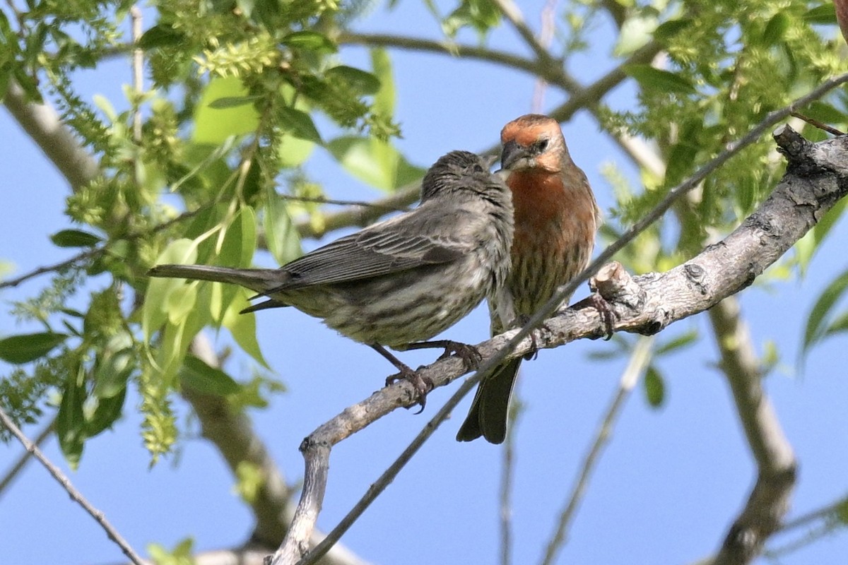 House Finch - Laurie Kleespies
