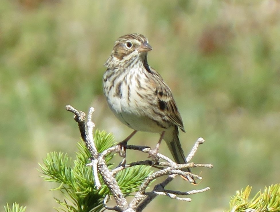 Vesper Sparrow - ML619587101