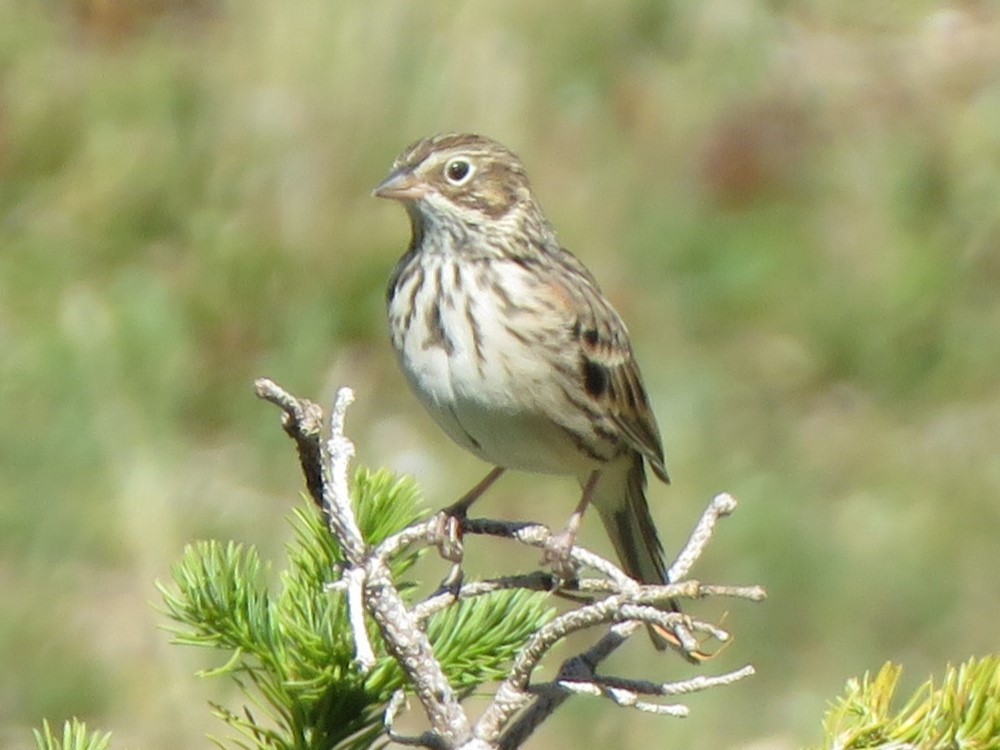 Vesper Sparrow - James Nelson