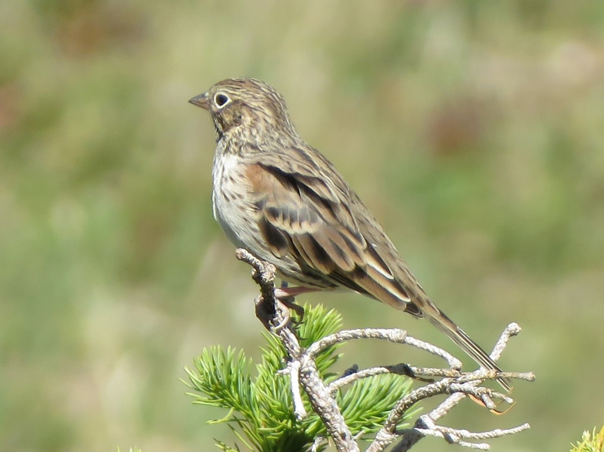 Vesper Sparrow - ML619587104