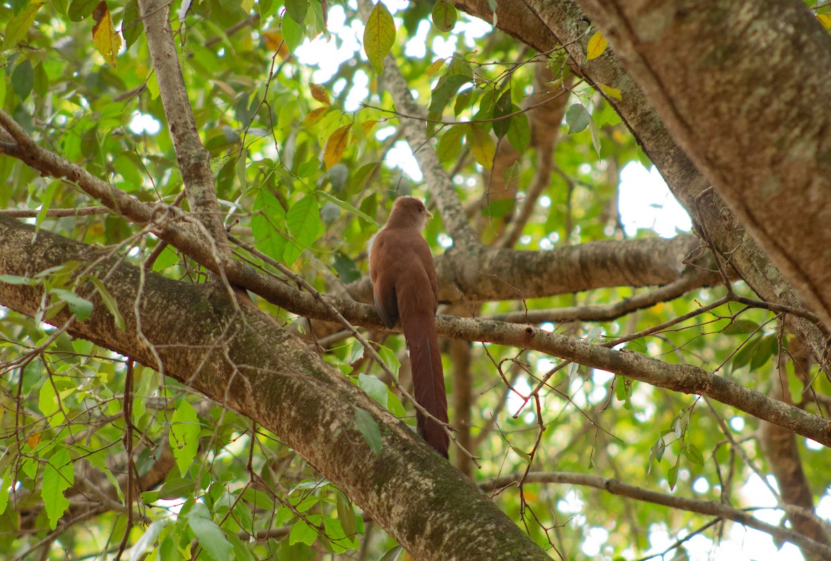 Squirrel Cuckoo - Andreia Mamedes