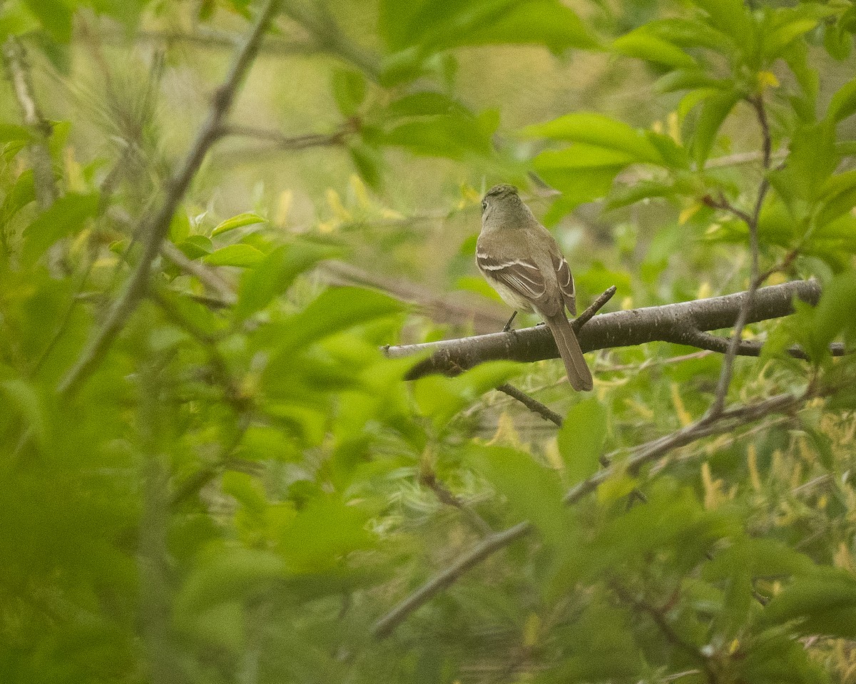 Least Flycatcher - ML619587106