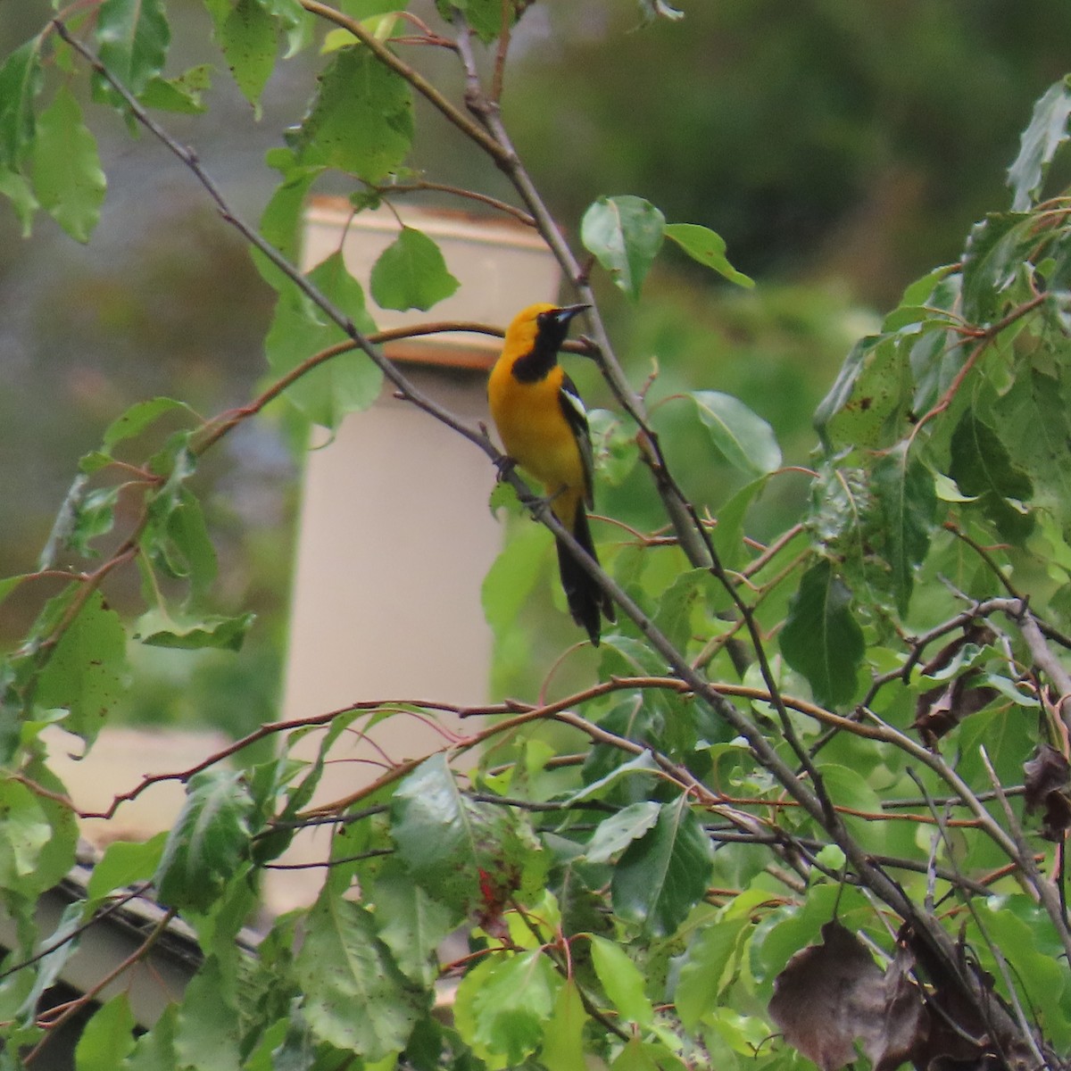 Hooded Oriole - Brian Nothhelfer