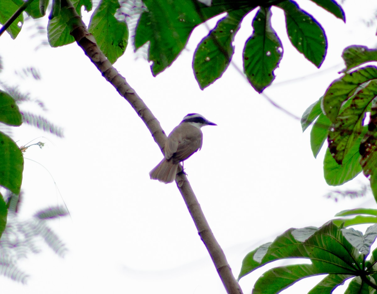 Great Kiskadee - Andreia Mamedes