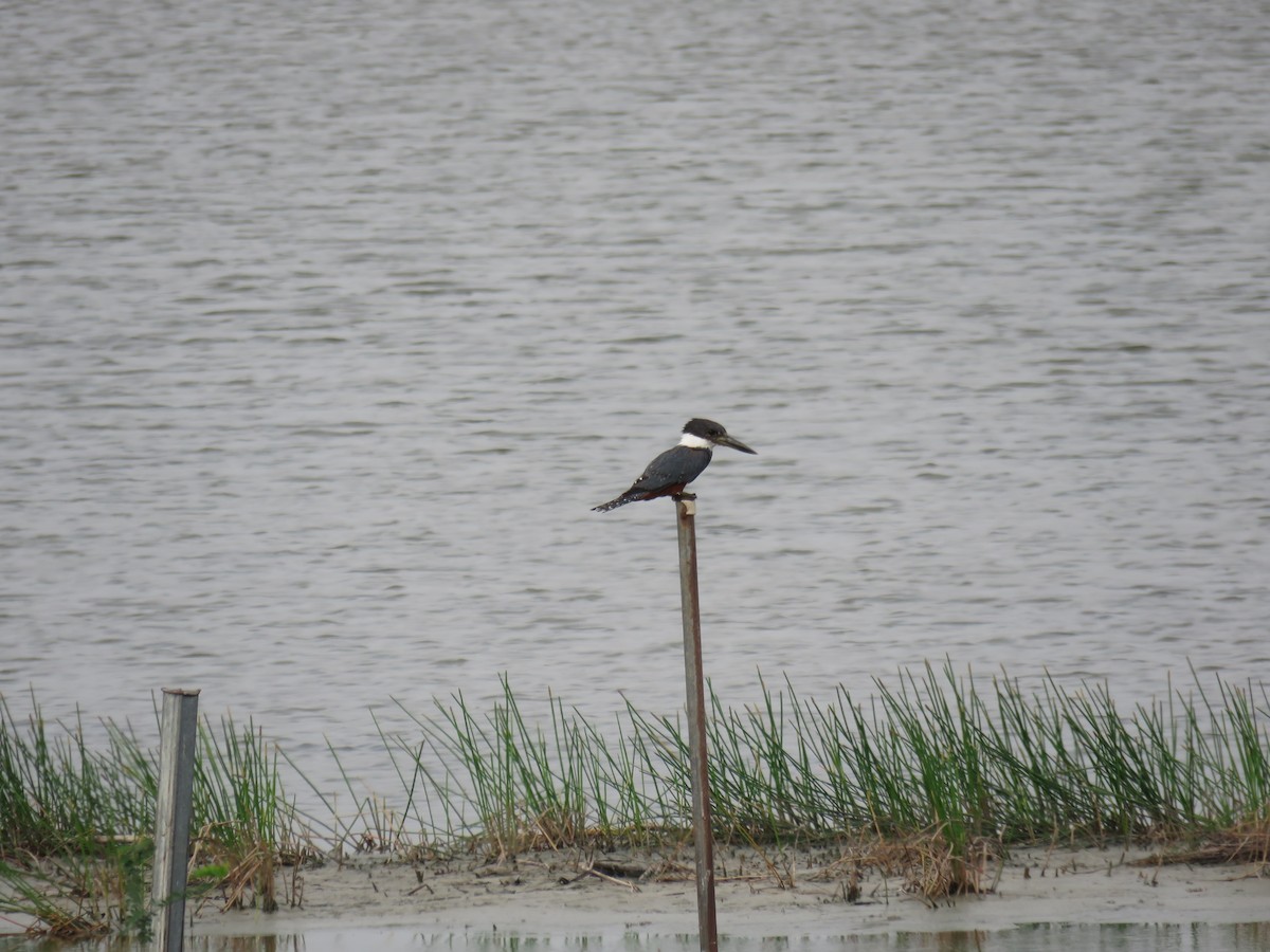 Ringed Kingfisher - Sam Holcomb