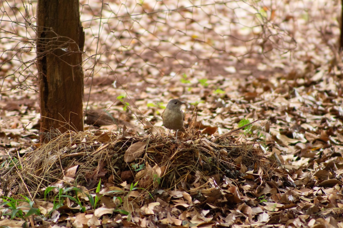 Pale-breasted Thrush - Andreia Mamedes