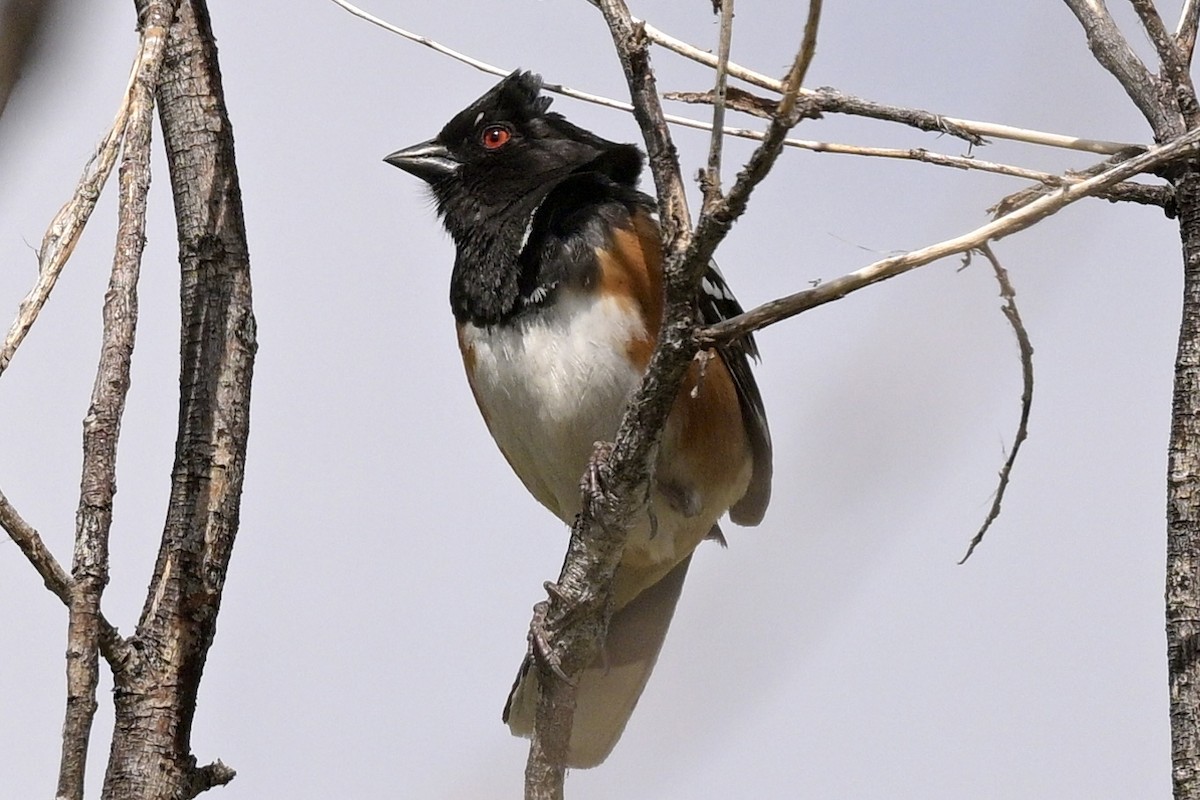 Spotted Towhee - Laurie Kleespies