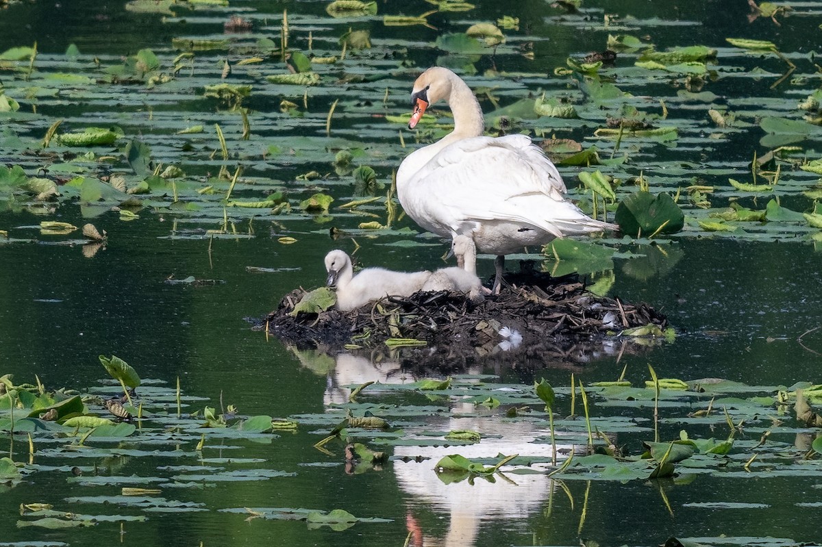 Mute Swan - James Hoagland