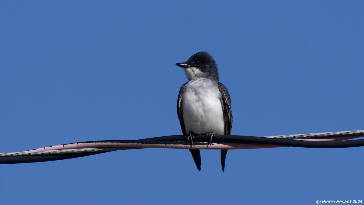 Eastern Kingbird - Pierre Pesant