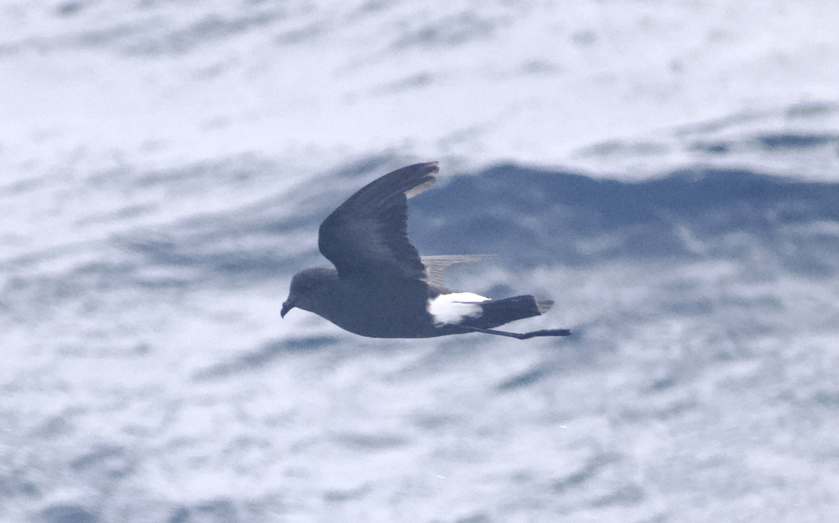 Wilson's Storm-Petrel - Andy McGeoch 🦆