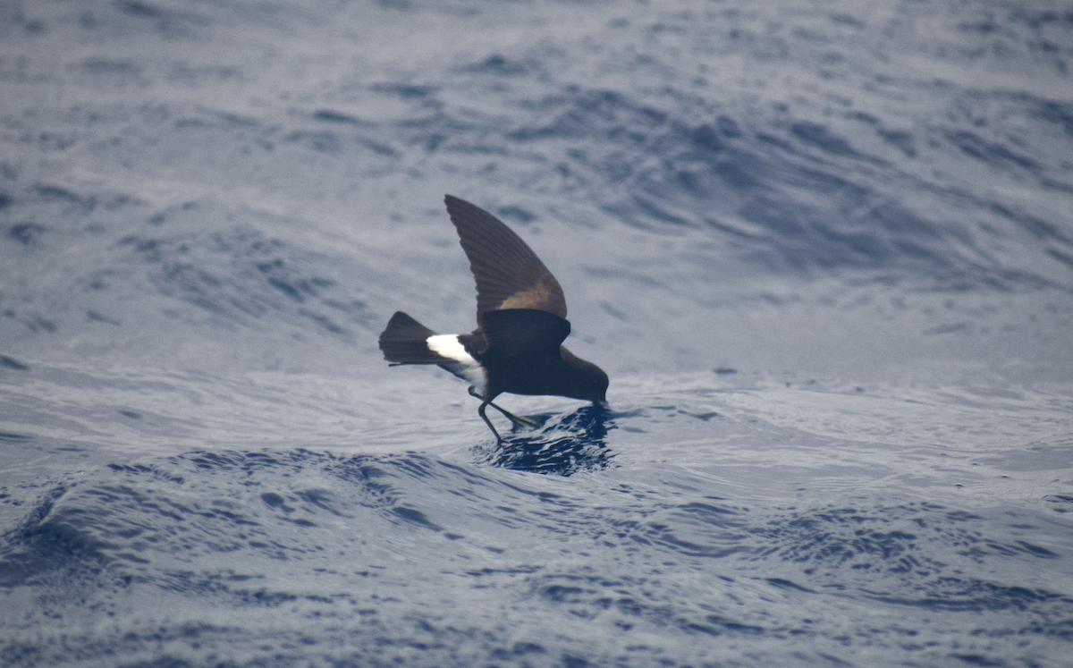 Wilson's Storm-Petrel - Andy McGeoch 🦆