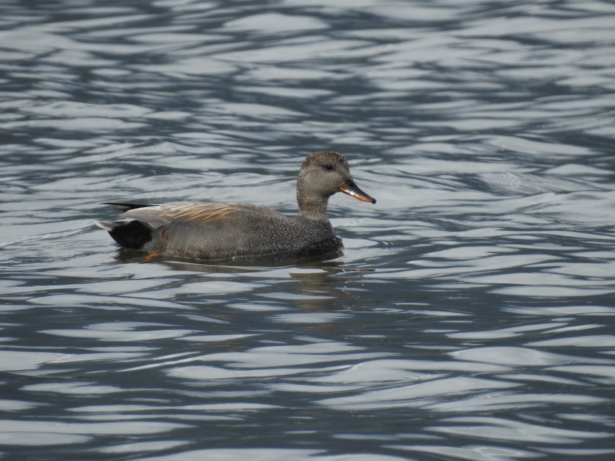 Gadwall - Doug Mongerson