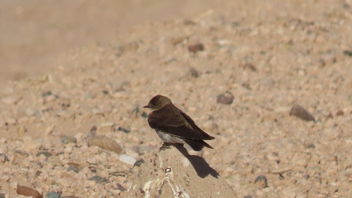 Northern Rough-winged Swallow - ML619587139