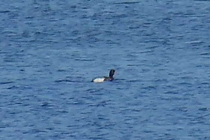 Greater Scaup - ML619587141