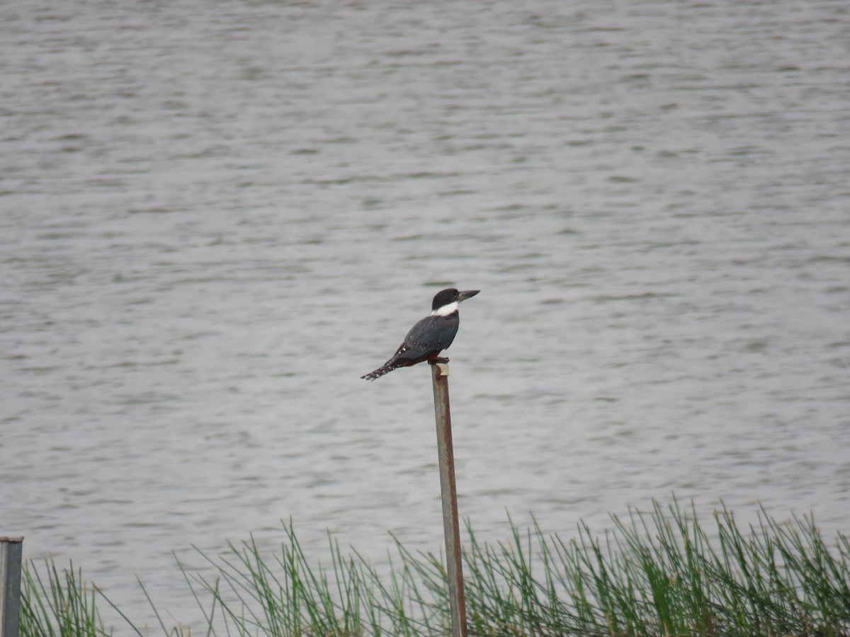 Ringed Kingfisher - Sam Holcomb