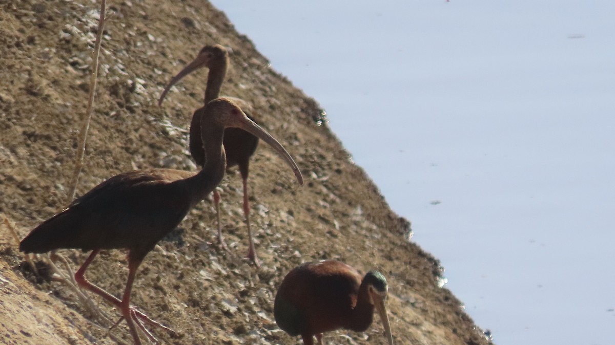 White-faced Ibis - Anne (Webster) Leight