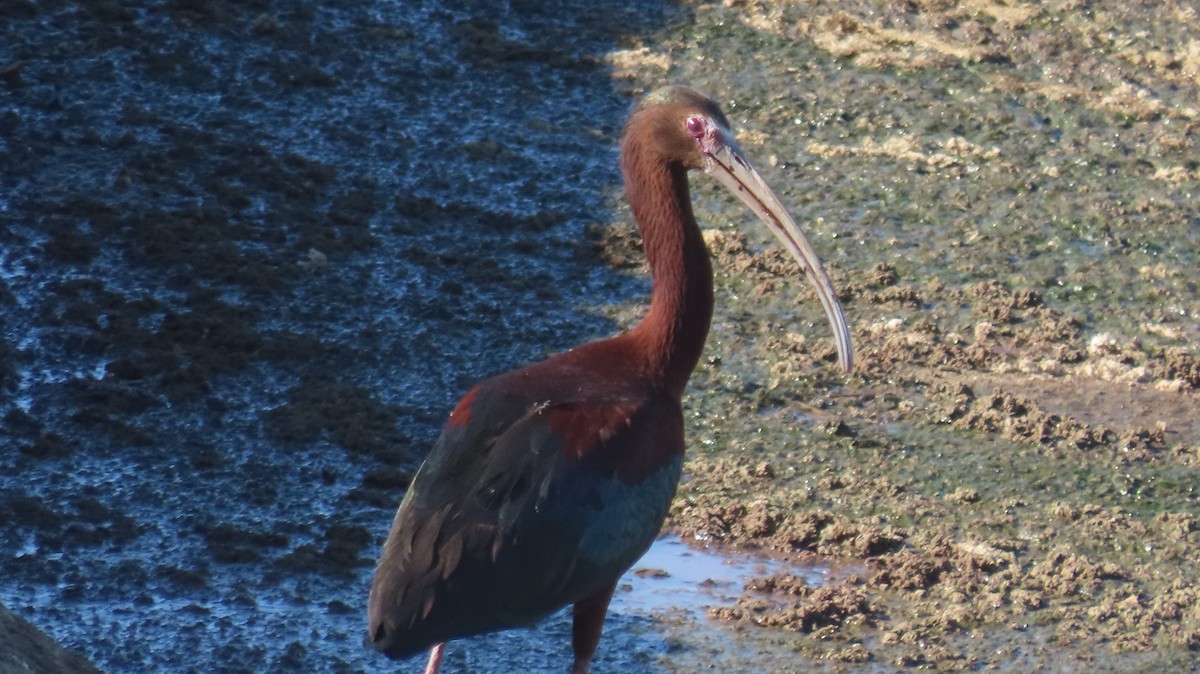 ibis americký - ML619587154