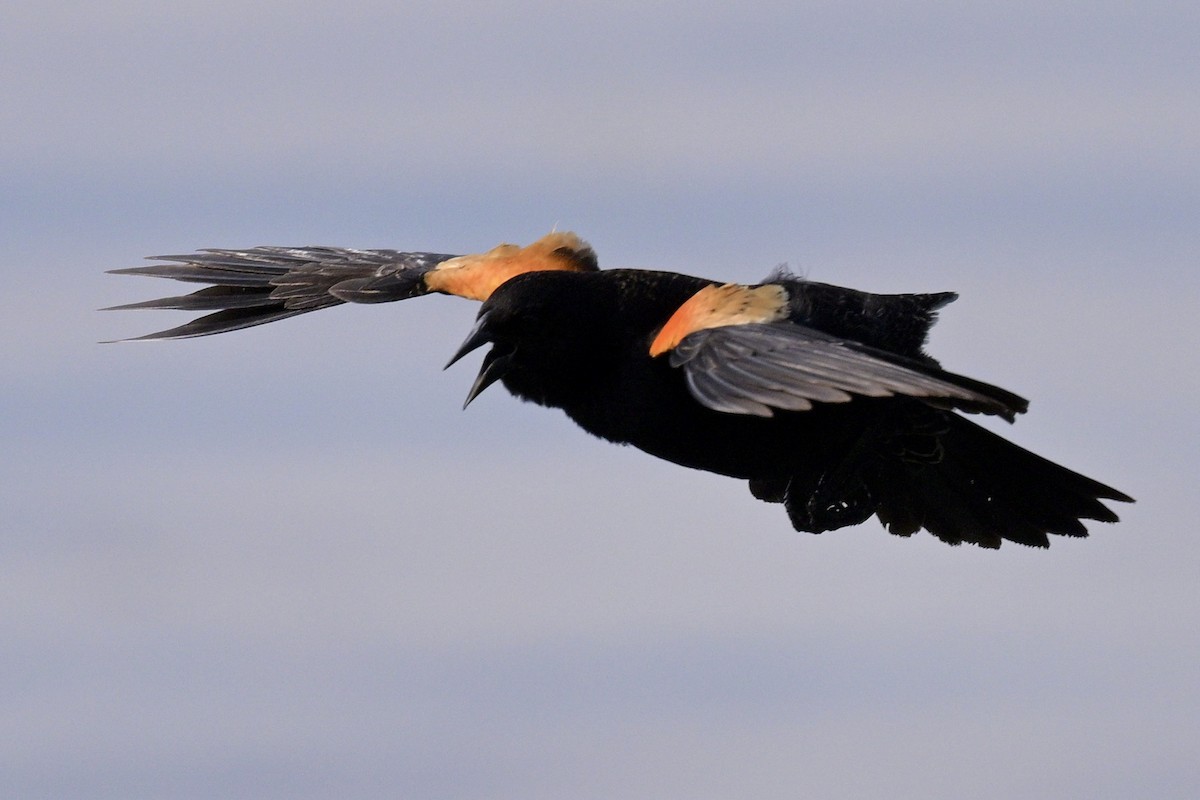 Red-winged Blackbird - Laurie Kleespies