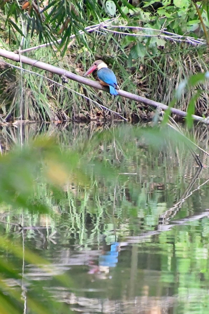 Stork-billed Kingfisher - Eileen Gibney