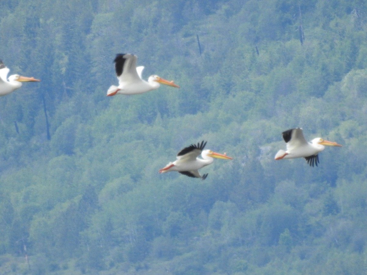 American White Pelican - Doug Mongerson