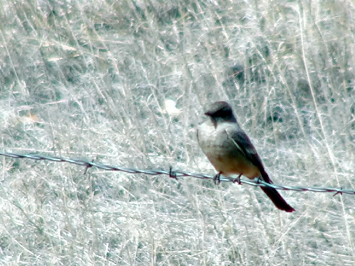 Say's Phoebe - Doug Wassmer