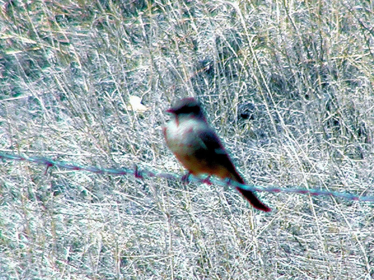 Say's Phoebe - Doug Wassmer