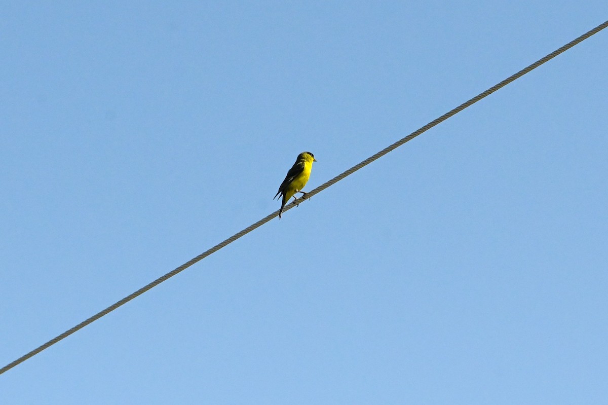 Lesser Goldfinch - Carrie Gelsey