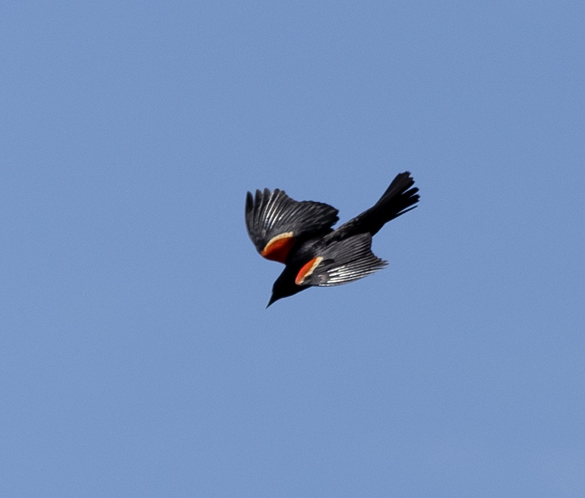 Red-winged Blackbird - Jean Crépeau