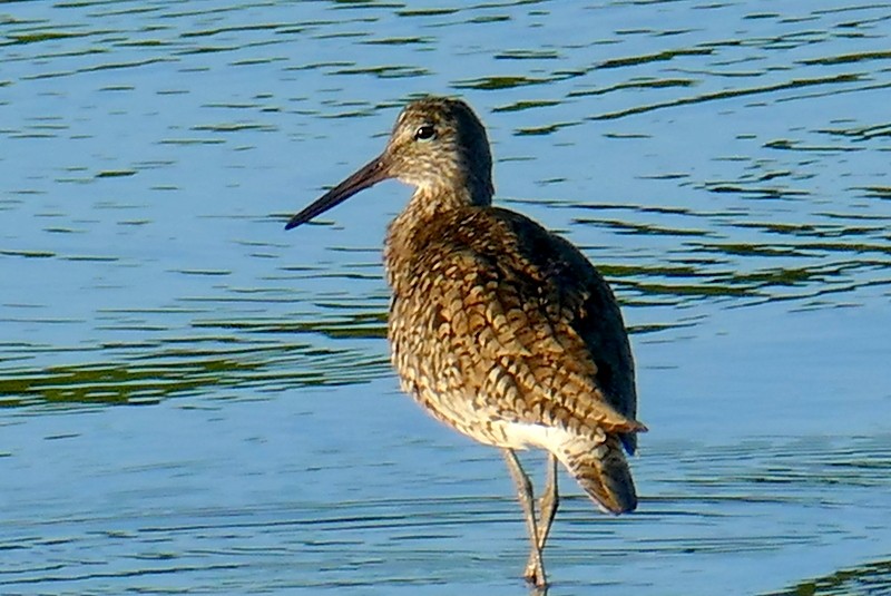 Willet - ML619587182