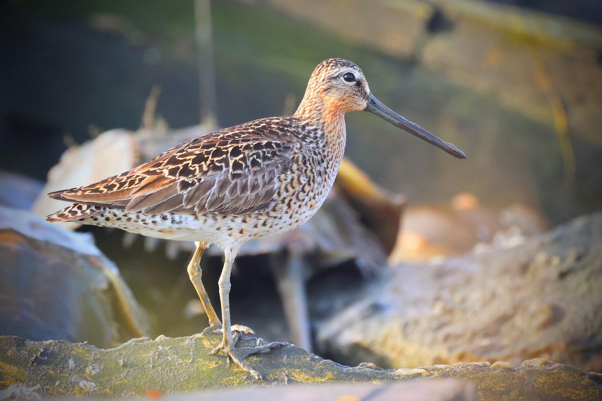 Short-billed Dowitcher - Leo Weiskittel