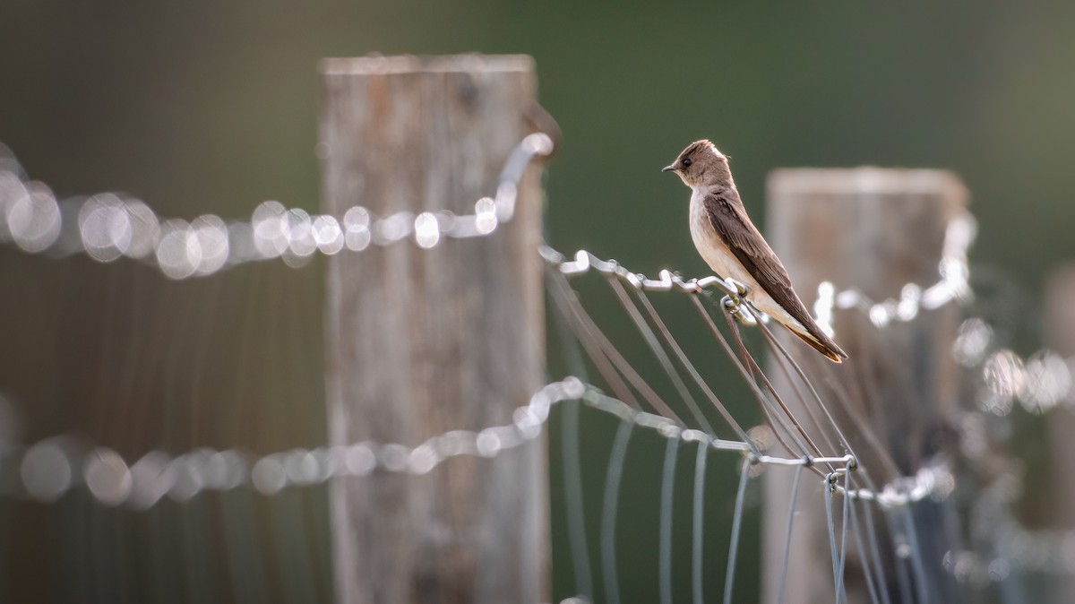 Northern Rough-winged Swallow - Andrew Thomas 🦅🪶