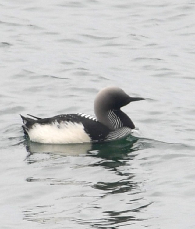 Pacific Loon - Betsy Mooney