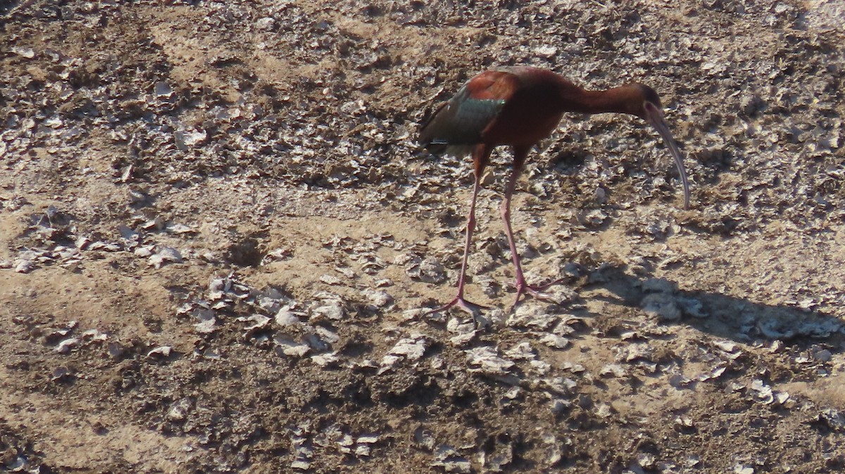 ibis hnědý/americký - ML619587193