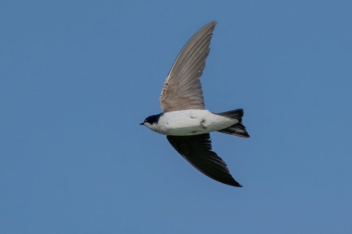 Tree Swallow - James Hoagland