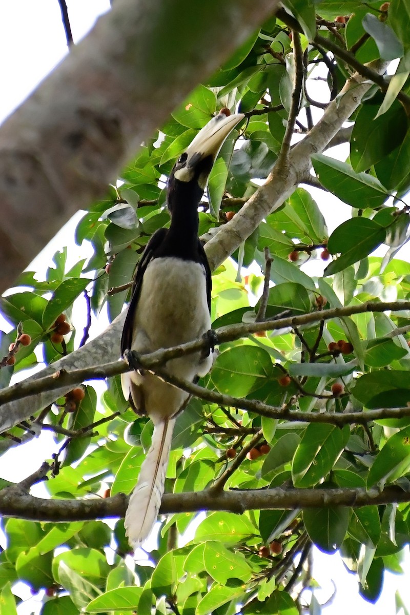 Malabar Pied-Hornbill - ML619587198