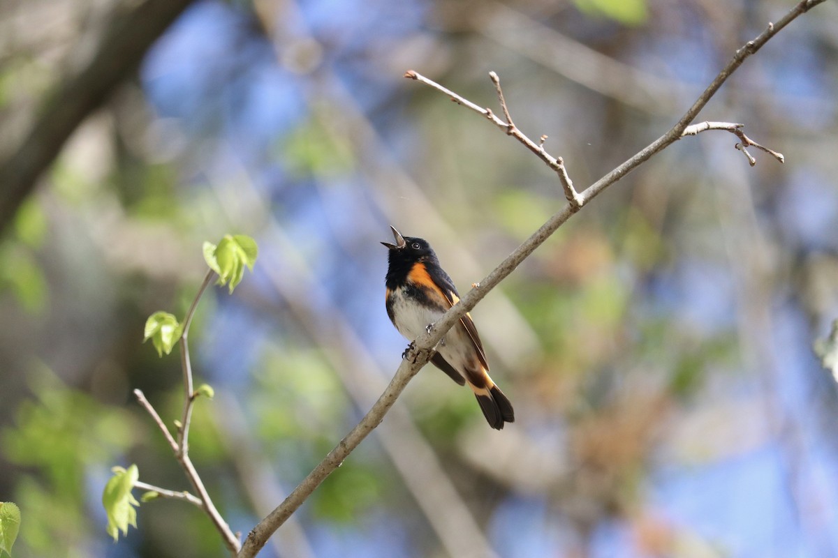 American Redstart - Oskar Mattes